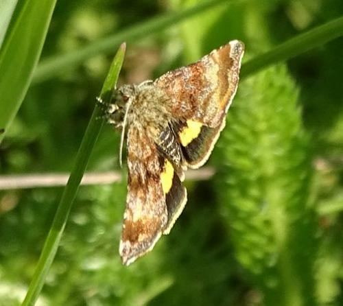 Réf. 229 644 : Panemeria tenebrata